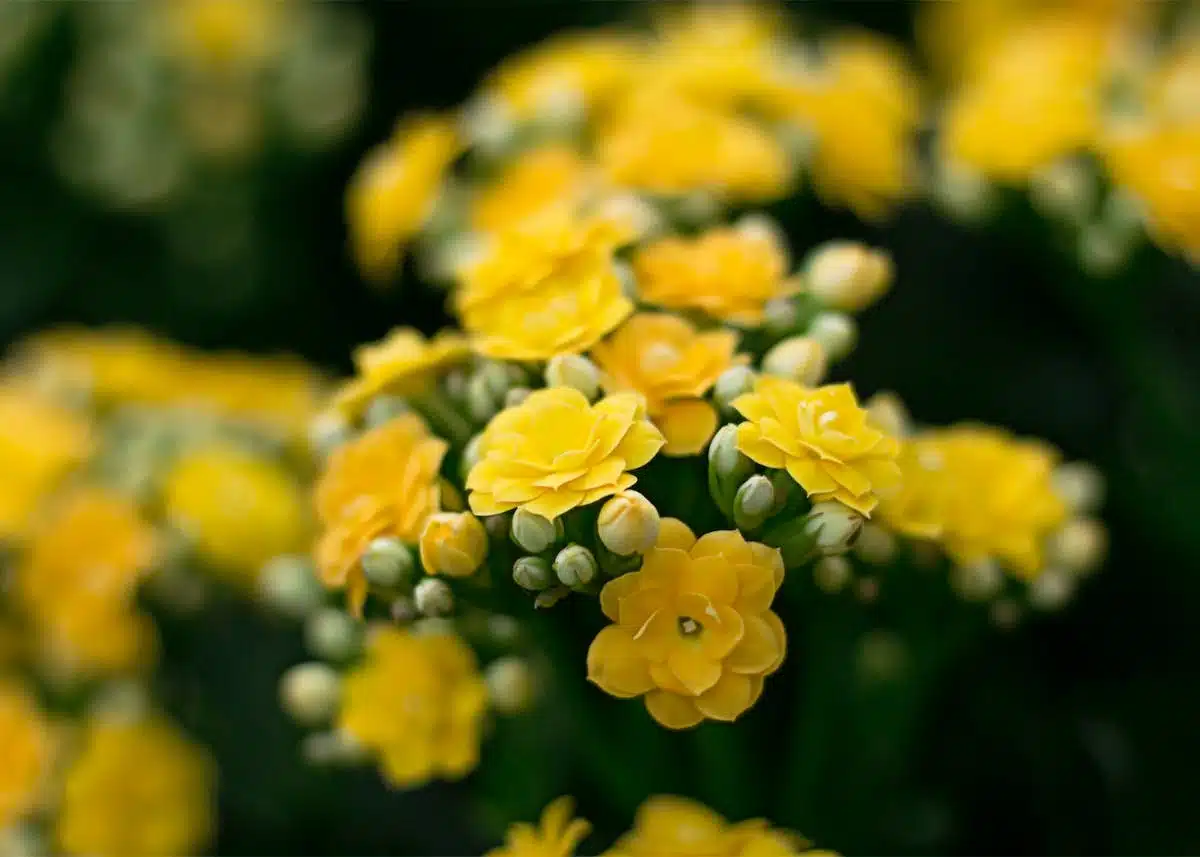 fleurs jaunes